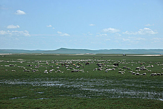 内蒙古呼伦贝尔阿尔山草原上的牛群羊群