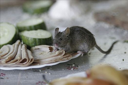 家鼠,小鼠,吃,冷盘,盘子