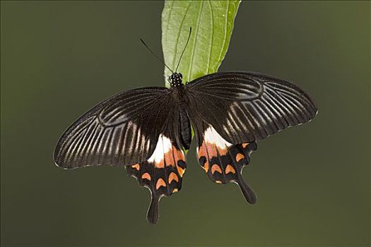 蝴蝶,女性,南亚