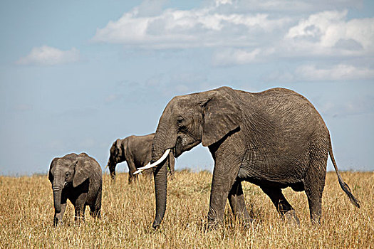 非洲象,马赛马拉,肯尼亚,非洲