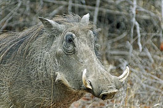 疣猪,肖像,克鲁格国家公园,南非