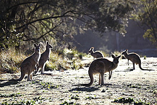 澳大利亚,新南威尔士,国家公园,大灰袋鼠