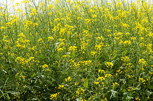 春季黄色油菜花盛开的农田