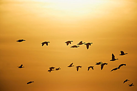 鹅,白额雁,飞行,日落,自然保护区,北莱茵-威斯特伐利亚,德国,欧洲