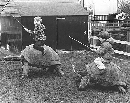 孩子,乘,巨龟,英格兰,英国