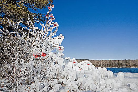 冰,树,红色浆果,桑德贝,安大略省,加拿大