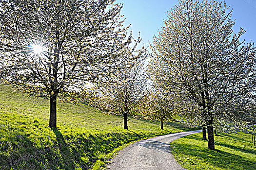 小路,樱桃树,弗兰克尼亚,巴伐利亚,德国