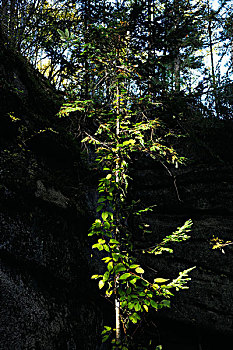 安兴岭石林悬崖上爬着的枝蔓,黑龙江伊春汤旺河区