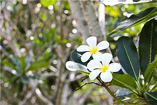 枝条,热带,花,鸡蛋花