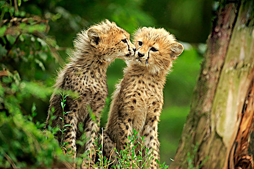 苏丹,印度豹,猎豹,两个,小动物,嗅,相互,交际,动作,兄弟姐妹,老,俘获