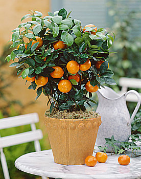 可愛(ài),橙子,植物,花盆,甜橙