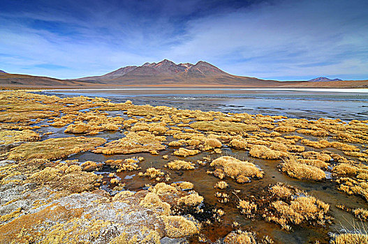 玻利维亚,泻湖,湖,省,波托西地区