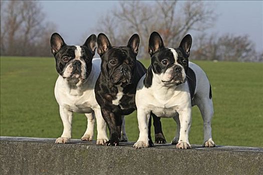 三个,法国牛头犬,雄性,狗,靠近,墙壁