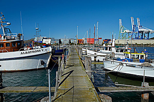 码头,渔船,湾,港口,奥塔哥,南岛,新西兰