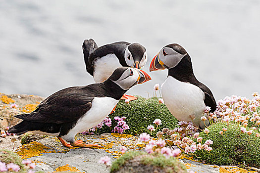 大西洋海雀,角嘴海雀,北极,鸟嘴,岛,设得兰群岛,苏格兰,英国