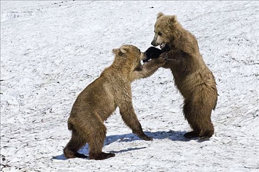 棕熊,幼兽,打闹,堪察加半岛,俄罗斯