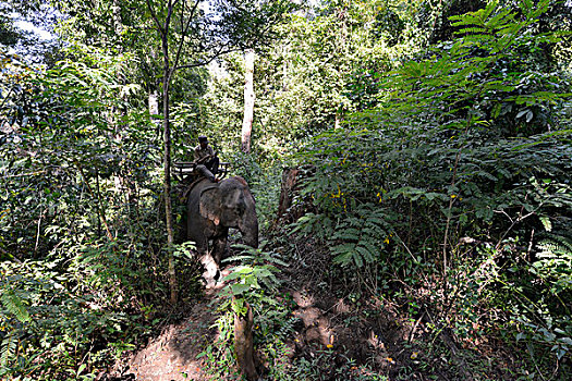 大象,跋涉,丛林,驱象者,省,柬埔寨,亚洲