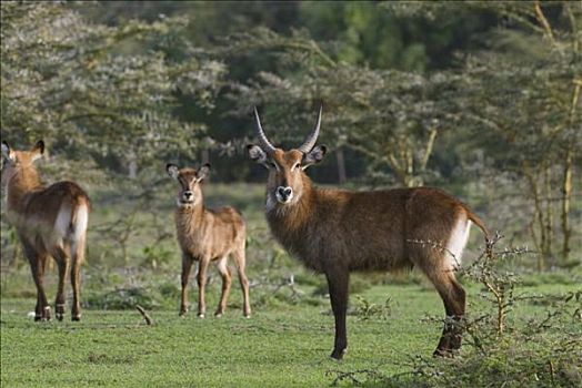 水羚,马赛马拉国家公园,肯尼亚