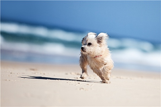 小,可爱,狗,跑,白色,海滩