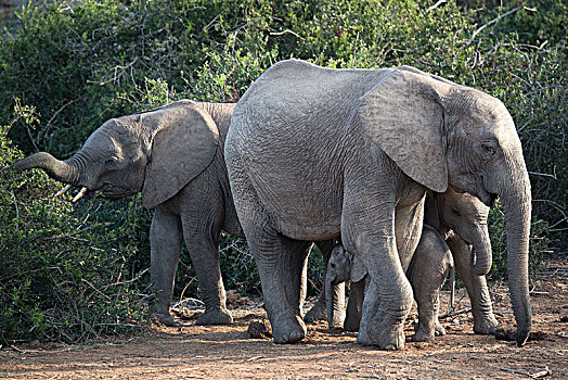 非洲象,女性,小猫,国家公园,南非,非洲