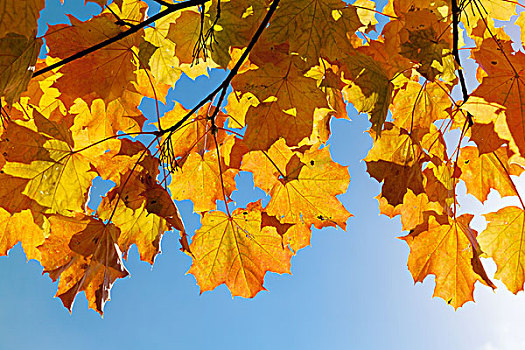 黄色,秋天,枫叶,上方,蓝天背景