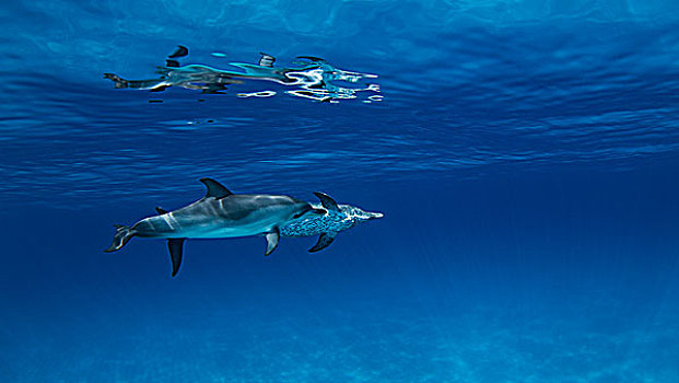 大西洋细吻海豚,水下视角