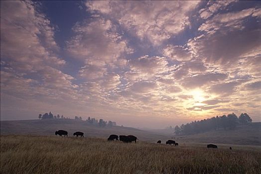 美洲野牛,野牛,牧群,放牧,草原,日落,南达科他