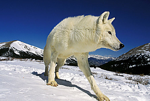 北极狼,狼,山脉,阿拉斯加