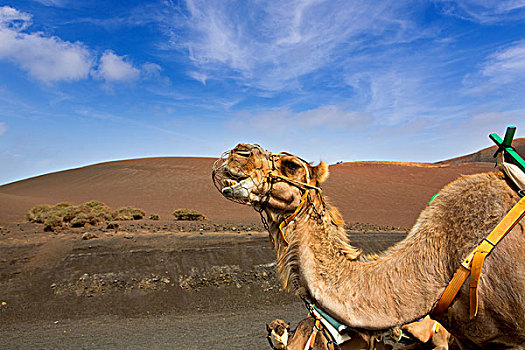 骆驼,兰索罗特岛,帝曼法雅,火山
