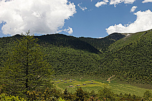 草地,香格里拉,中国