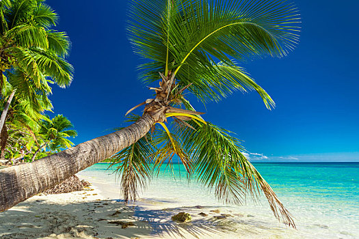 棕榈树,邀请,泻湖,斐济,岛屿