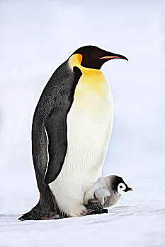 帝企鹅,幼禽,脚,威德尔海,南极