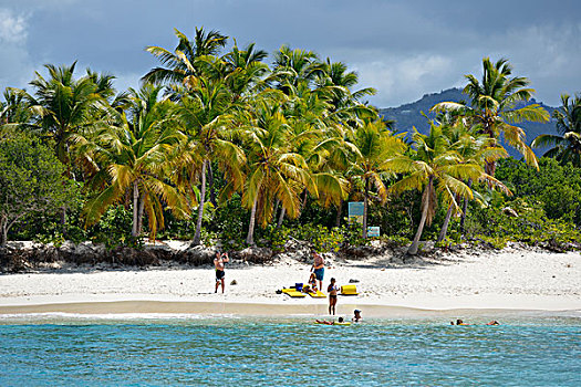英属维京群岛,沙,白沙滩,棕榈树,大幅,尺寸