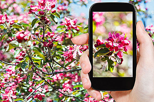 照相,粉色,花,苹果树,智能手机