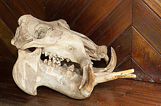 头骨,河马,阿鲁沙,国家公园,博物馆,坦桑尼亚,非洲
