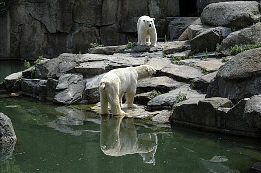 北极熊,柏林,德国,欧洲