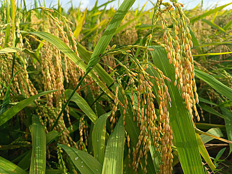 稻米,高清稻穗