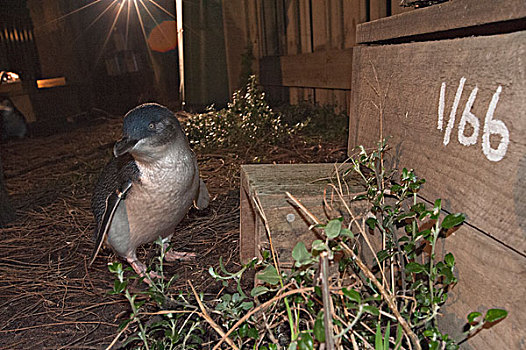 小蓝企鹅,户外,数字,窝,盒子,菲利普岛,澳大利亚