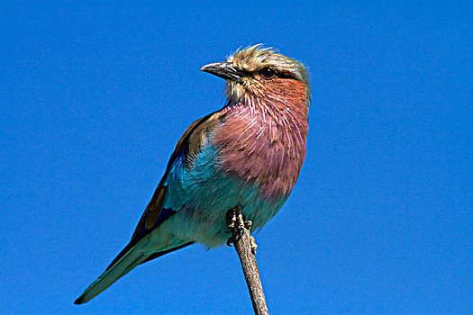 紫胸佛法僧鸟,佛法僧属,万基国家公园,津巴布韦,非洲