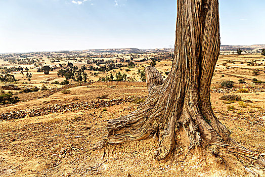 埃塞俄比亚,非洲,老,山谷,枯木,根部,地面