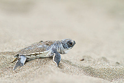 幼兽,绿海龟,龟类,海滩,孵化,国家公园,哥斯达黎加,北美