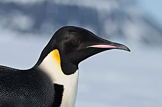 帝企鹅,南极