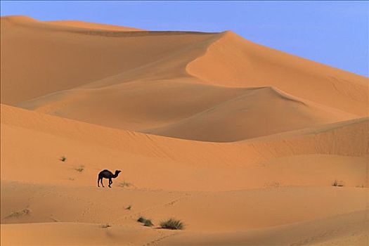 单峰骆驼,骆驼,走,沙丘,撒哈拉沙漠,摩洛哥