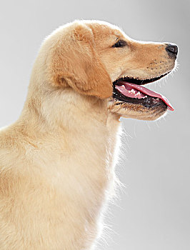 侧面,肖像,金毛猎犬,4个月大,小狗,隔绝
