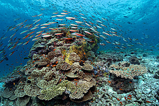 黑带鳞鳍梅鲷,上方,珊瑚,环礁,马尔代夫,亚洲