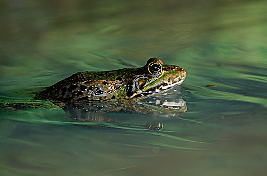 湿地,青蛙,淹没,波纹,水