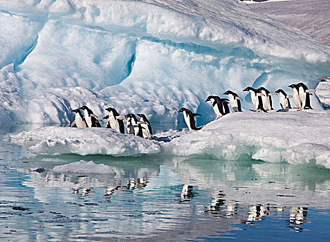 阿德利企鹅,边缘,冰山,跳跃,海洋,靠近,生物群,岛屿,威德尔海