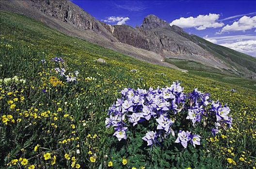 山峦,野花,阿尔卑斯草甸,毛莨科,高山,乌雷,圣胡安山,落基山脉,科罗拉多,美国