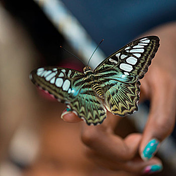 蝴蝶,栖息,人,手指,宫殿,密苏里,美国