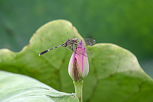 蜻蜓戏雨荷